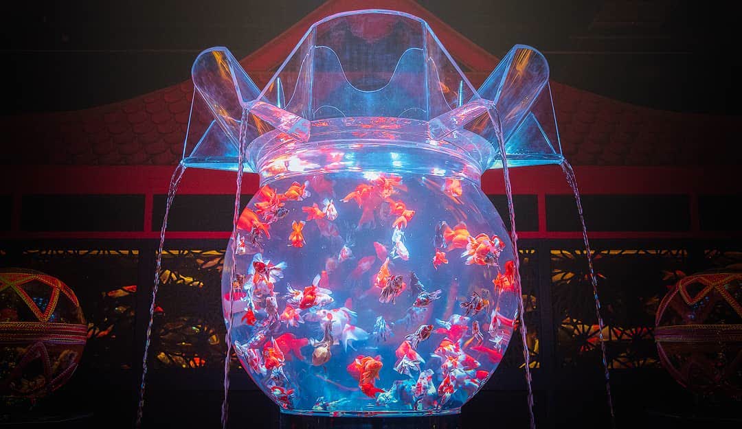 ART AQUARIUM MUSEUM 銀座金魚美術館 | 去趣 chicTrip