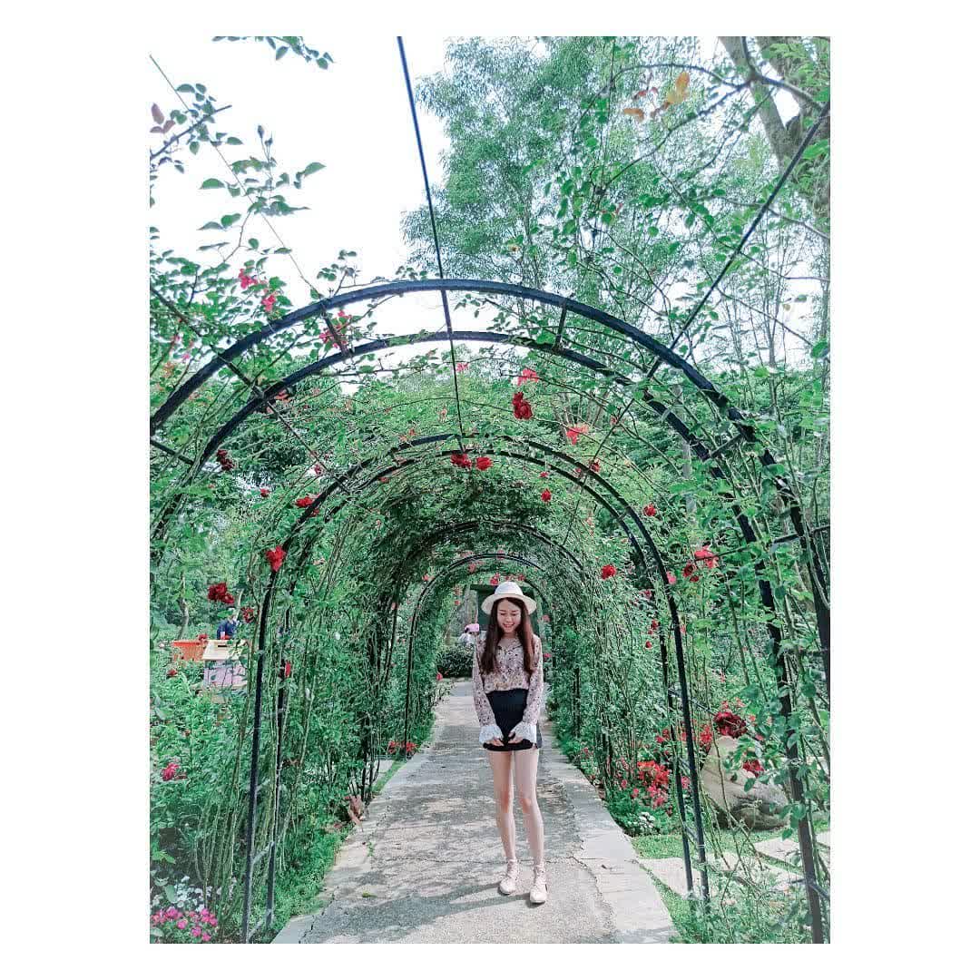 雅聞七里香玫瑰森林 | 去趣 chicTrip