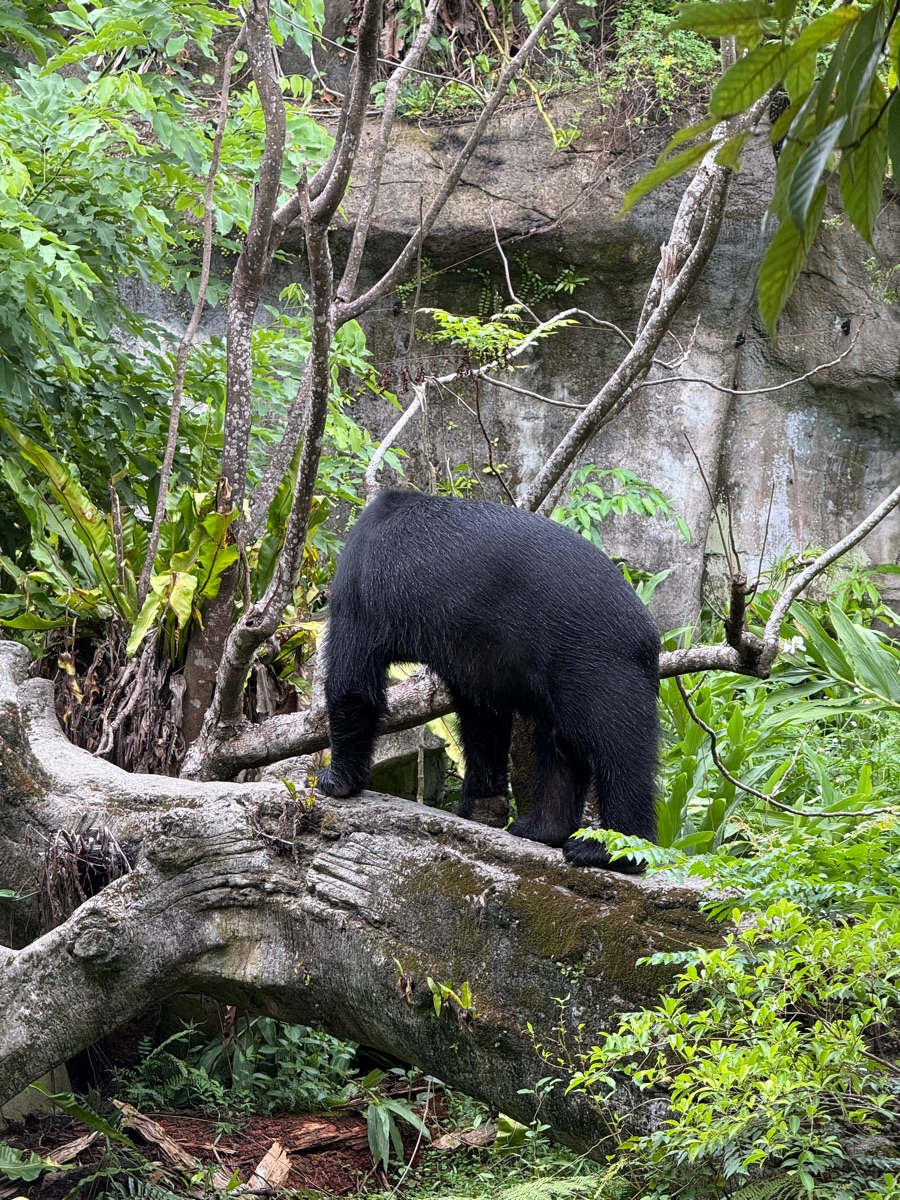 臺北市立動物園 | 去趣 chicTrip