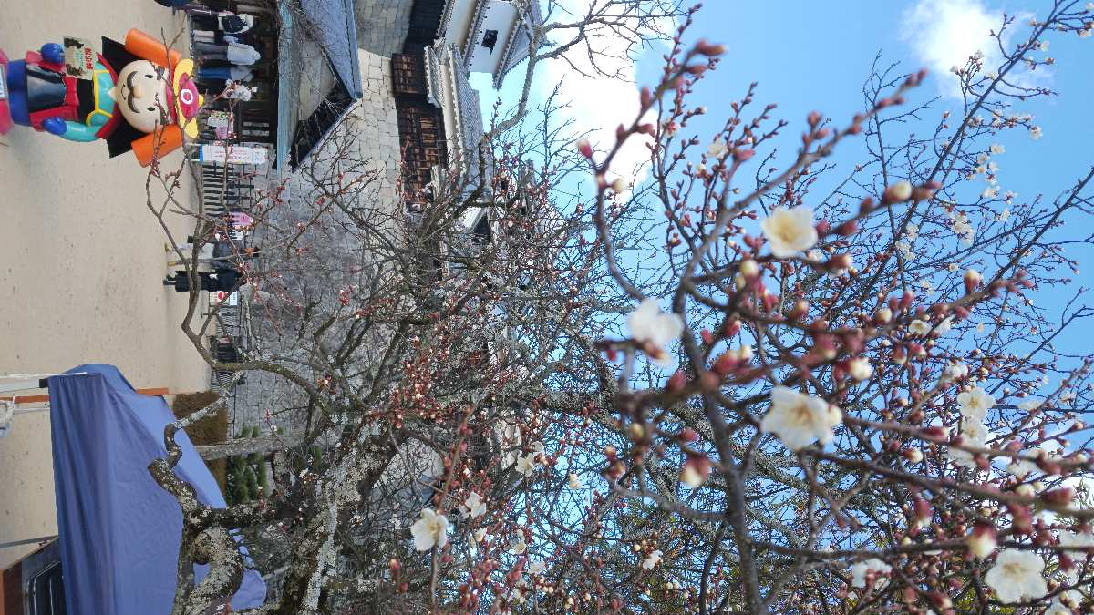 松山城 | 去趣 chicTrip