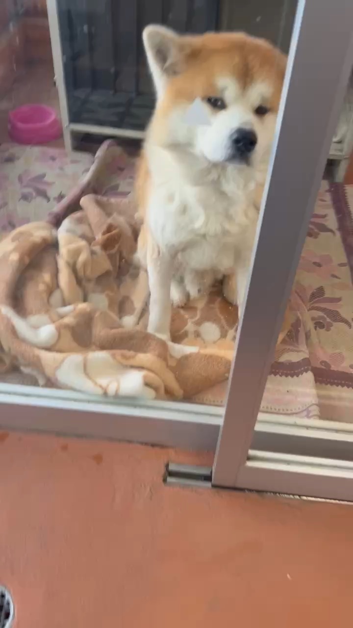 森吉山阿仁滑雪場 | 去趣 chicTrip