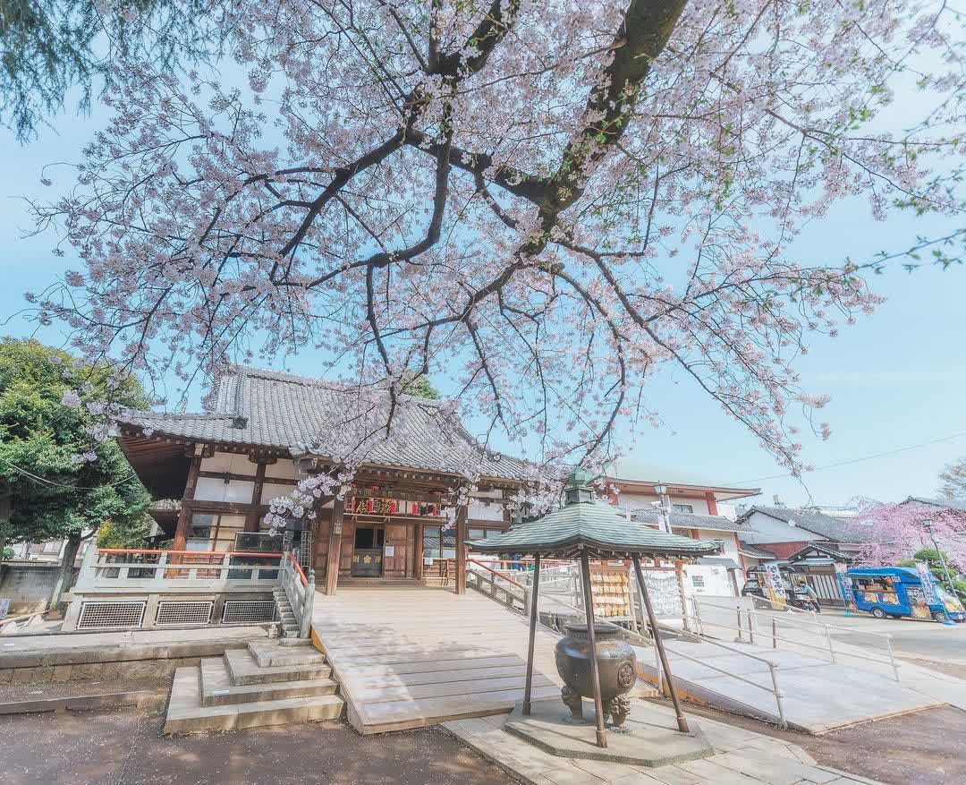 新井藥師梅照院 | 去趣 chicTrip