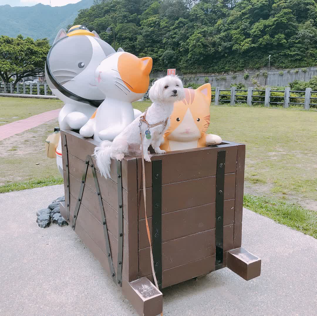 猴硐貓村 | 去趣 chicTrip