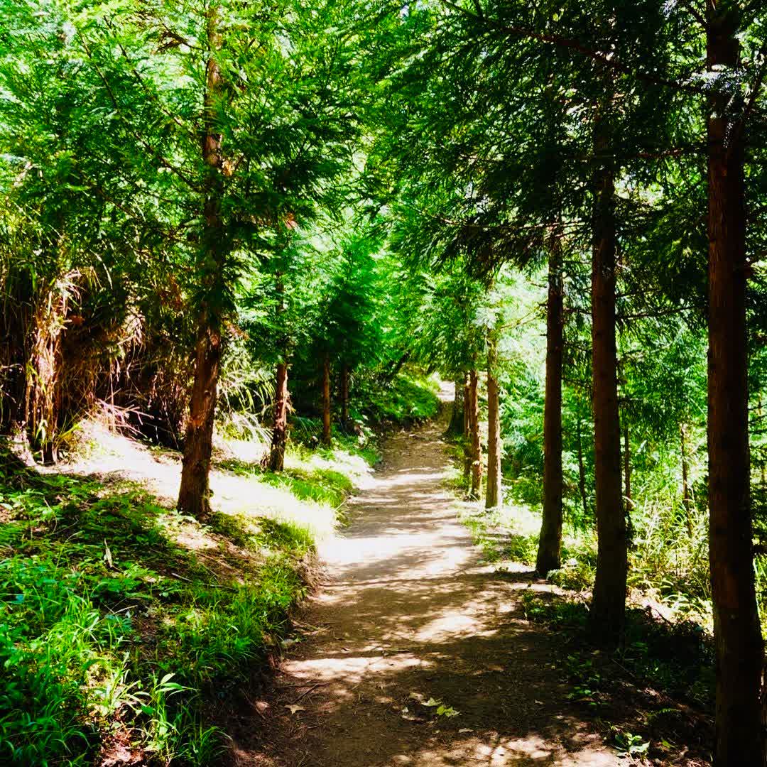 司馬庫斯 | 去趣 chicTrip