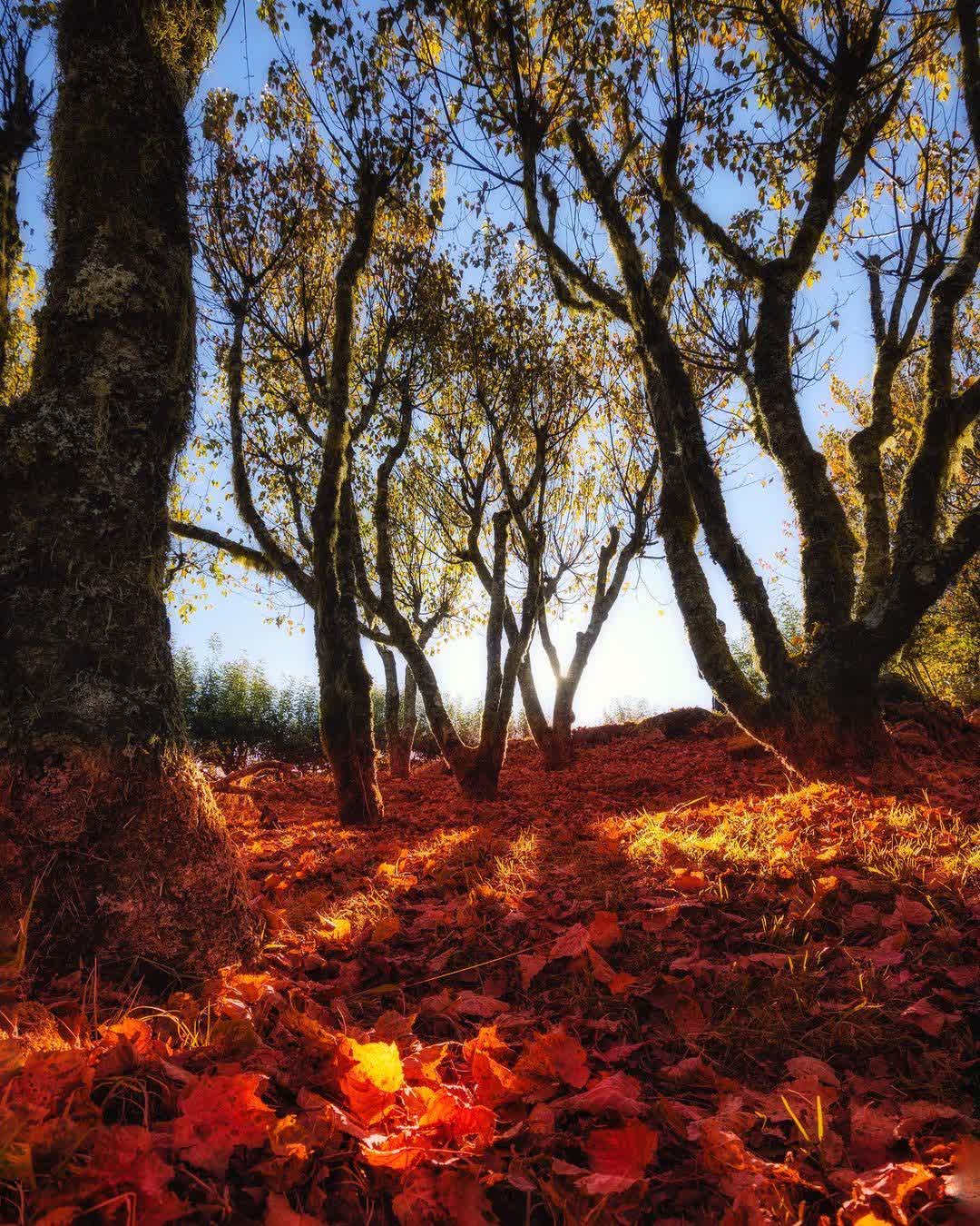 小笠原山觀景台 | 去趣 chicTrip