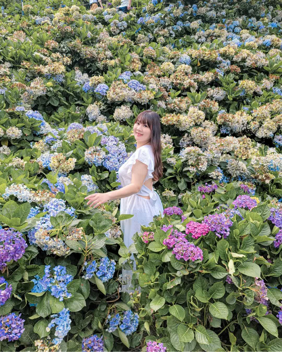 高家繡球花田-萬里第三園區2025年預計4月底開始至7月底 | 去趣 chicTrip