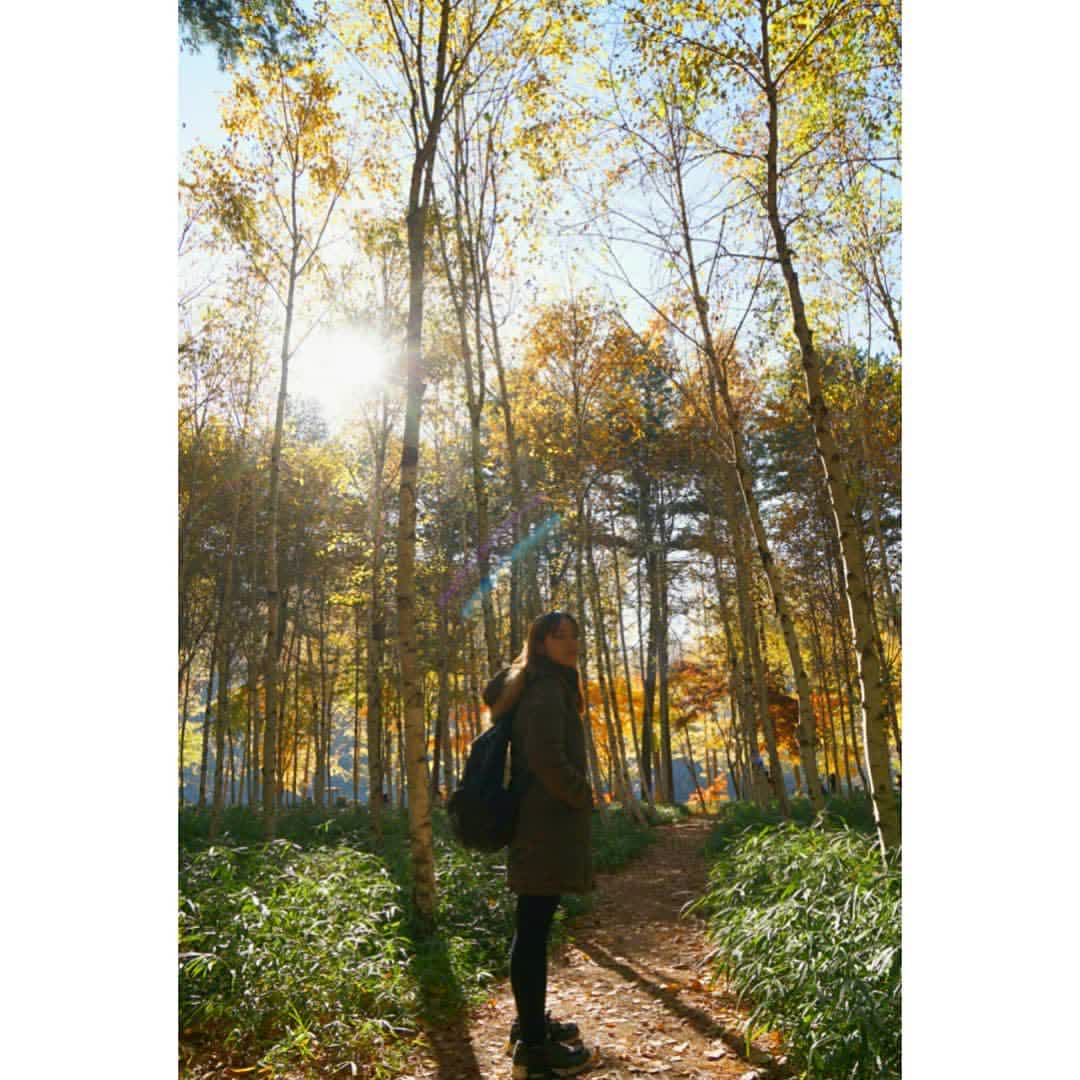 南怡島남이섬 | 去趣 chicTrip