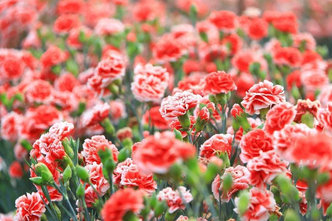 田尾公路花園 | 去趣 chicTrip