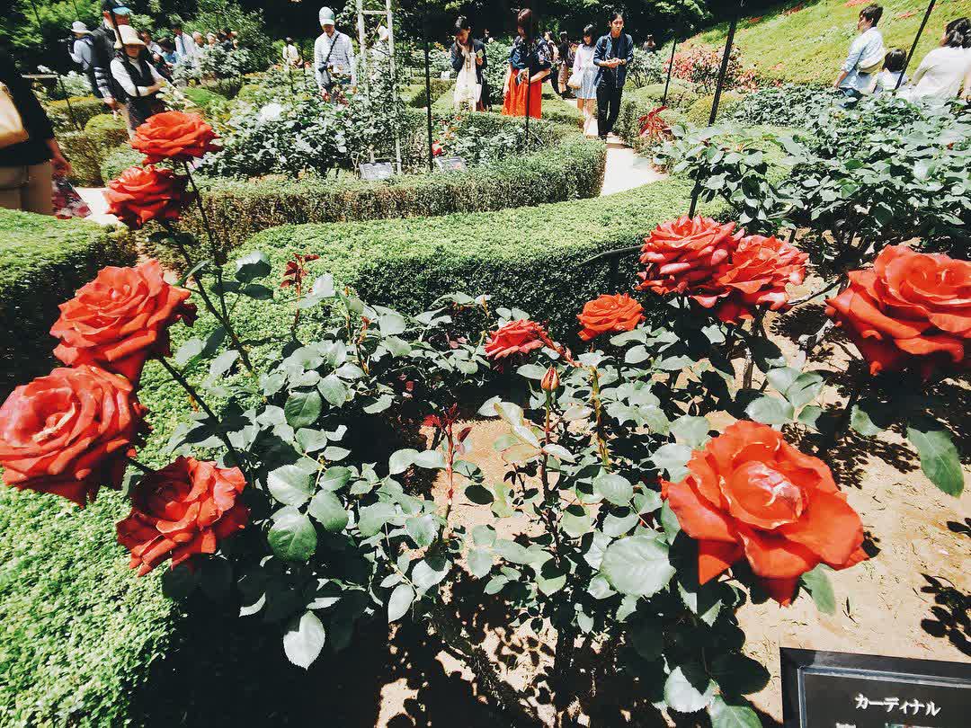 舊古河庭園 | 去趣 chicTrip