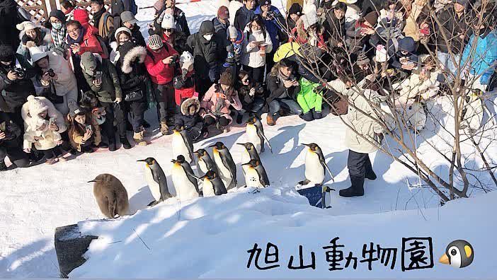 旭山動物園 | 去趣 chicTrip