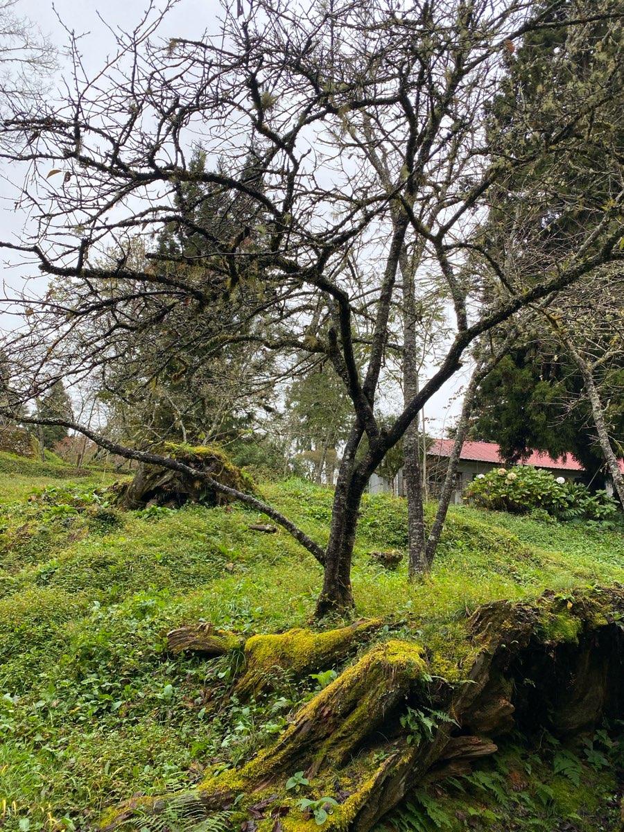 阿里山國家森林遊樂區 | 去趣 chicTrip