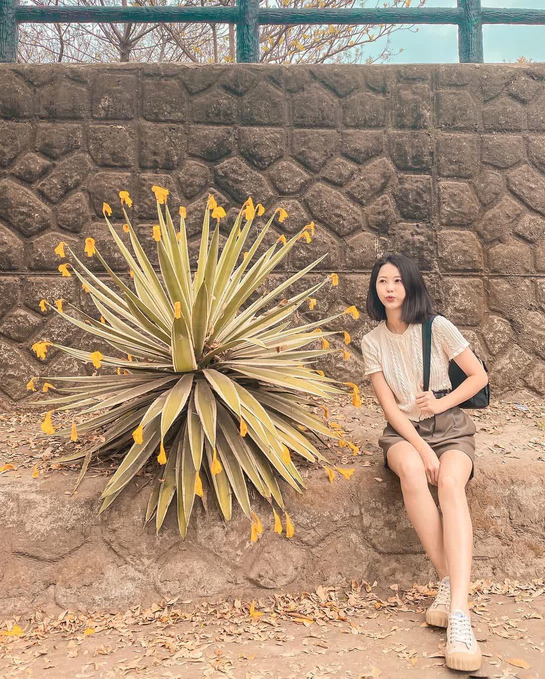 嘉義八掌溪堤防黃金風鈴木步道