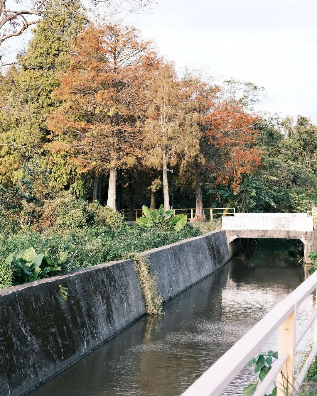 落羽松大道 | 去趣 chicTrip