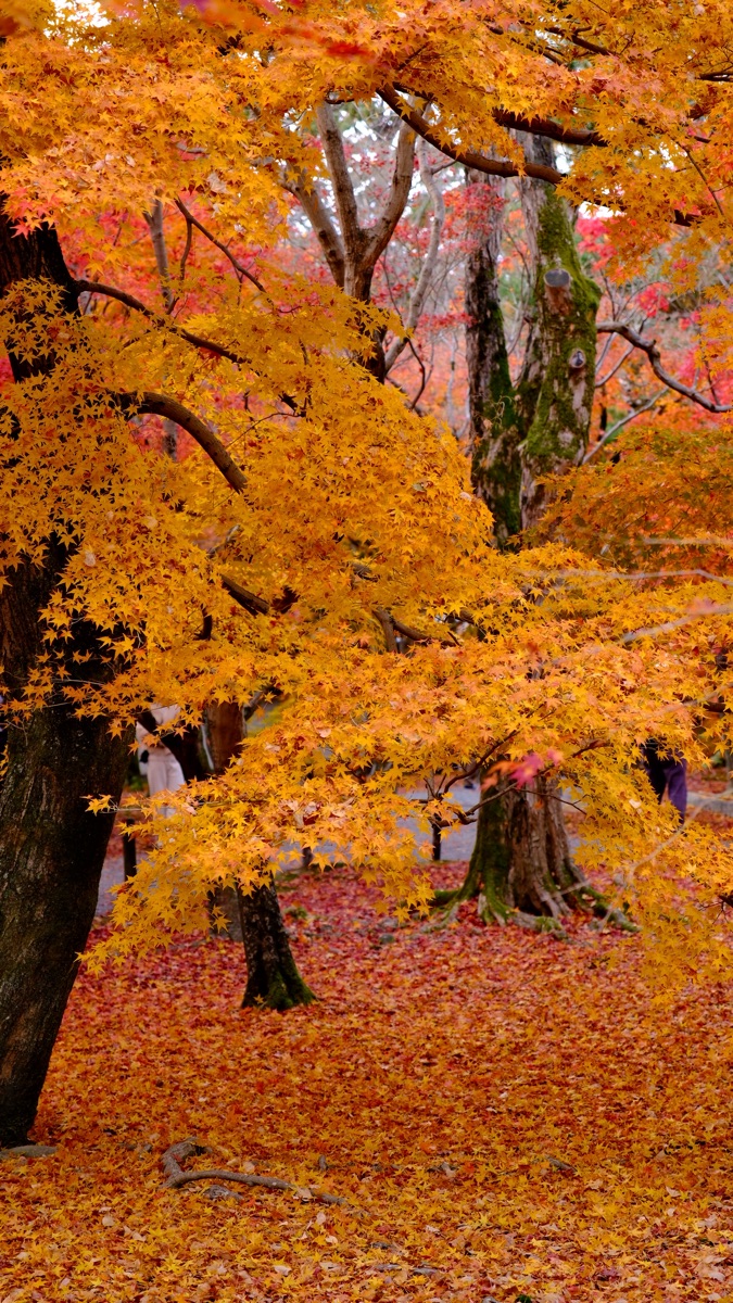 東福寺 | 去趣 chicTrip