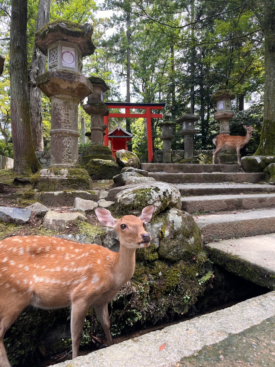 春日大社 | 去趣 chicTrip