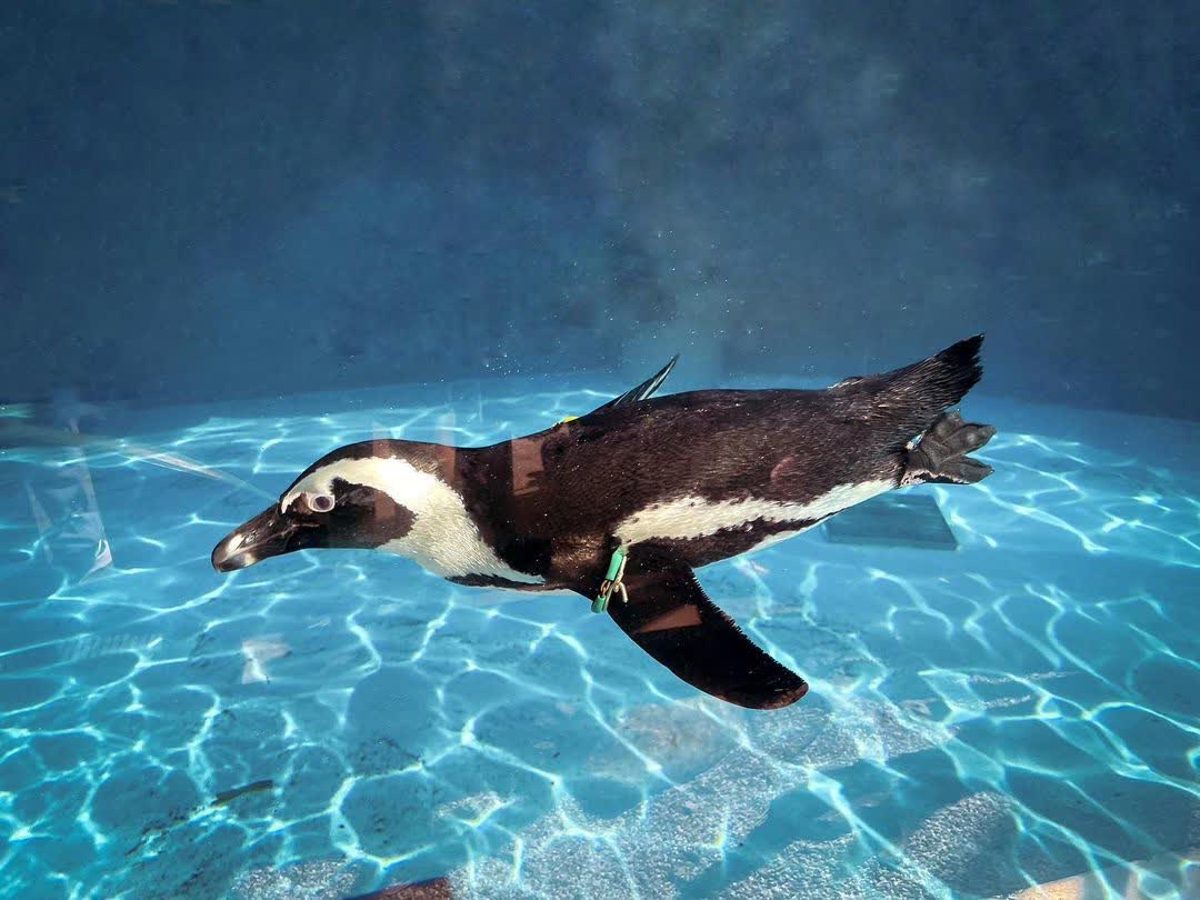 臺北市立動物園 | 去趣 chicTrip