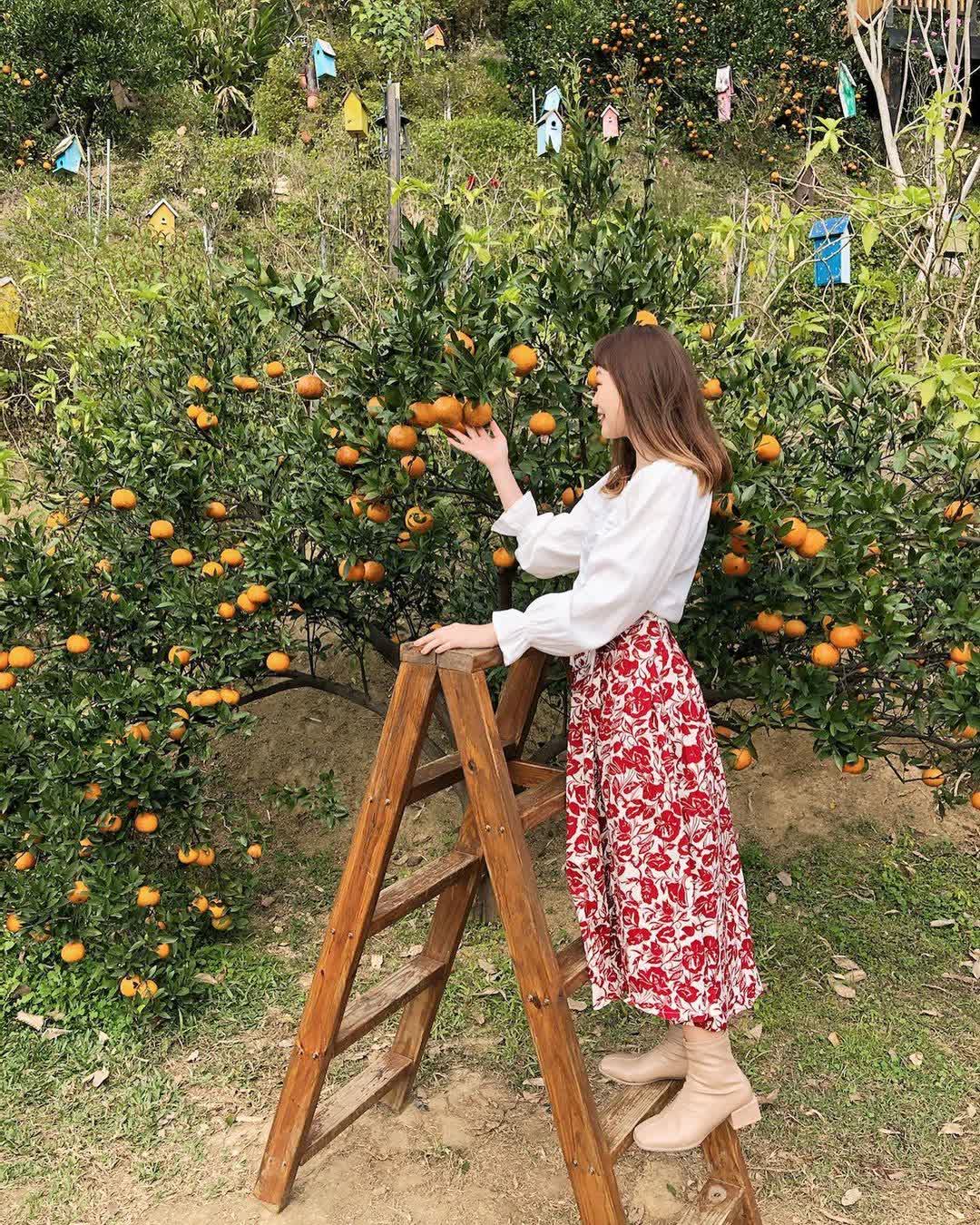 橙香森林 | 去趣 chicTrip