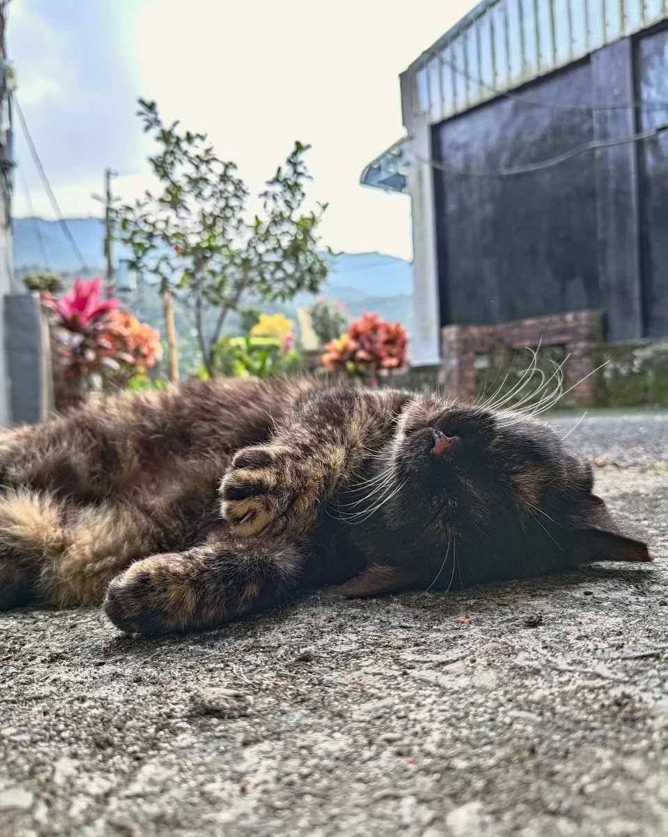 猴硐貓村 | 去趣 chicTrip