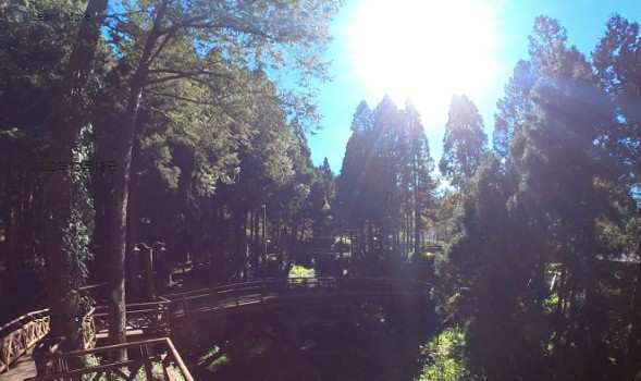 阿里山國家森林遊樂區 | 去趣 chicTrip