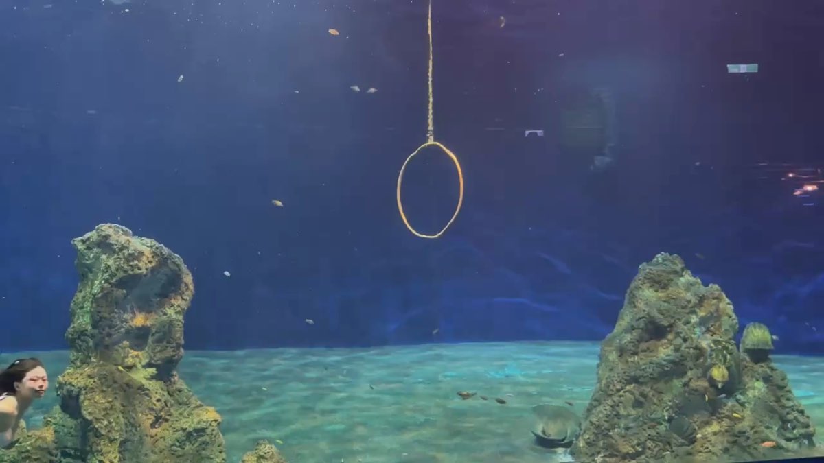 遠雄海洋公園 | 去趣 chicTrip