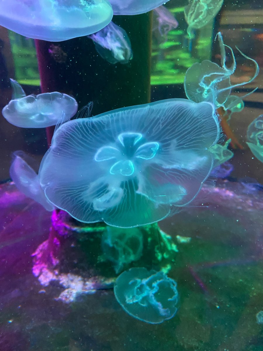 遠雄海洋公園 | 去趣 chicTrip