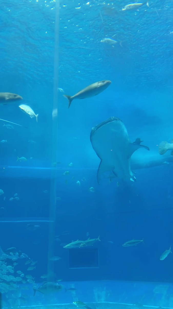 沖繩美麗海水族館 | 去趣 chicTrip