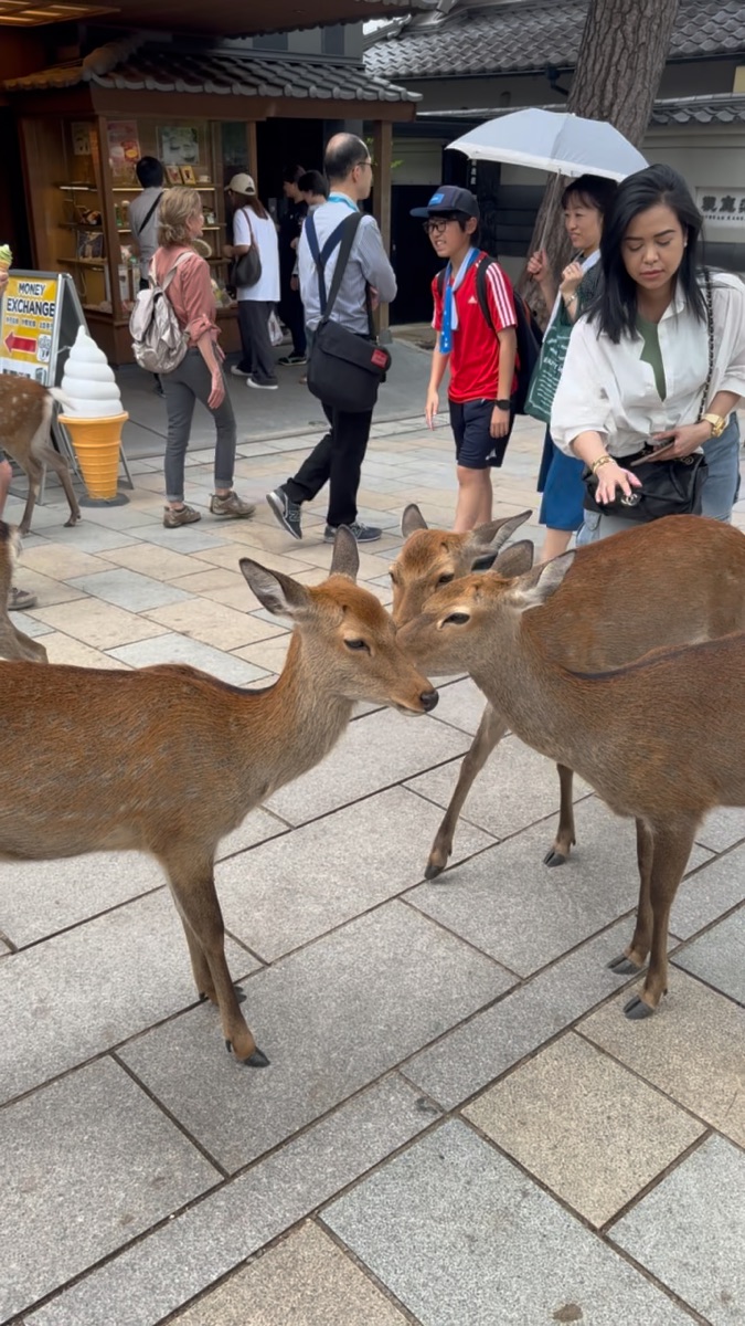 奈良公園 | 去趣 chicTrip