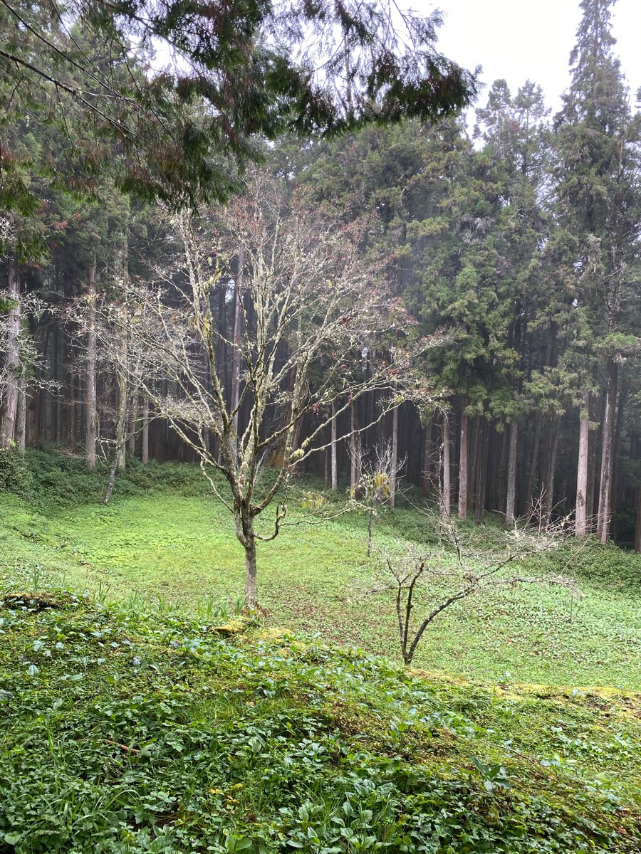 阿里山國家森林遊樂區 | 去趣 chicTrip