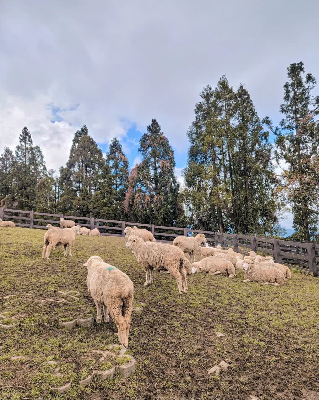 清境農場青青草原 | 去趣 chicTrip