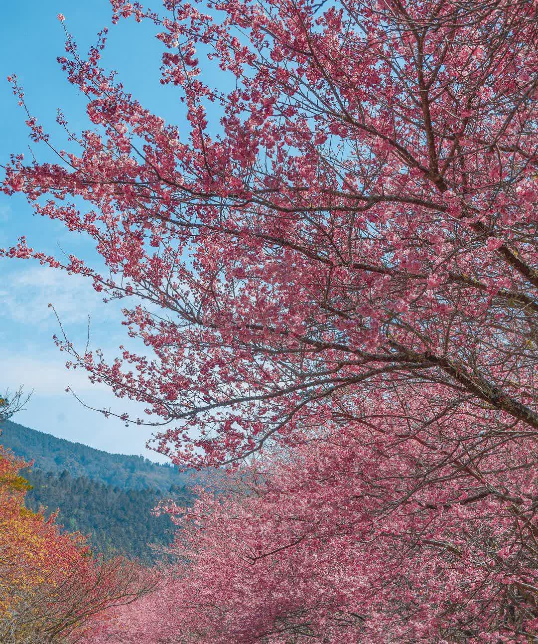 武陵農場 | 去趣 chicTrip