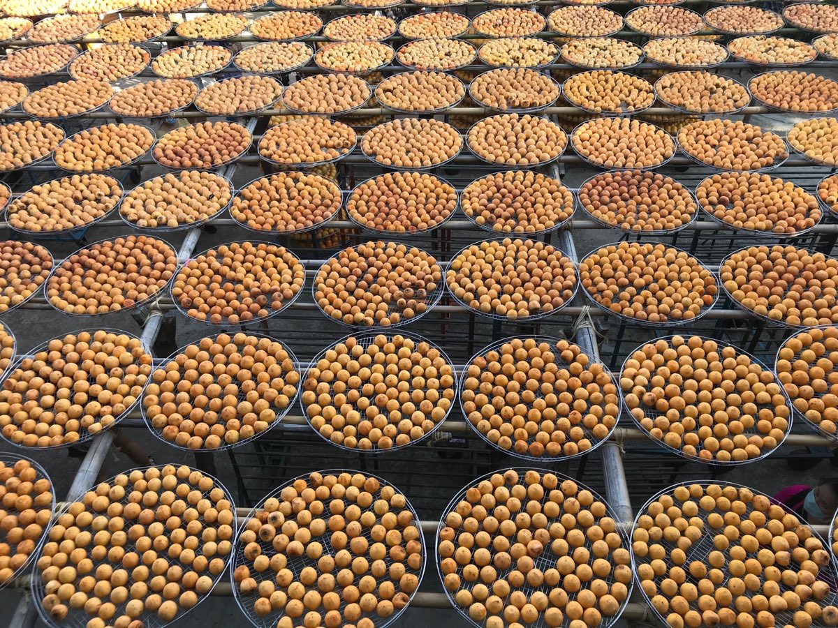 味衛佳柿餅教育農園 | 去趣 chicTrip