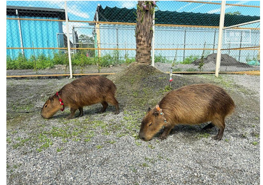 星夢森林劇場 | 去趣 chicTrip