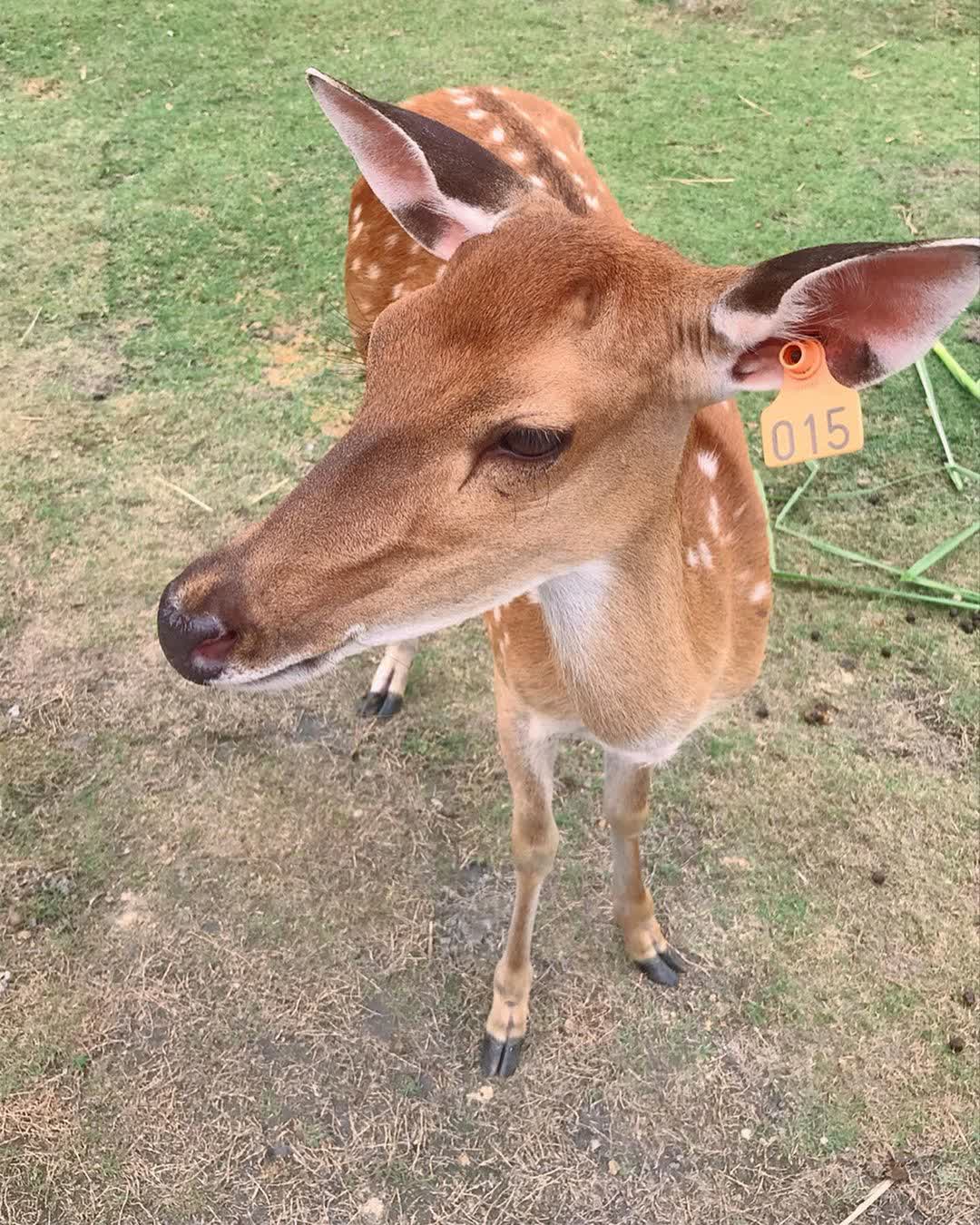 宜蘭-斑比山丘 | 去趣 chicTrip