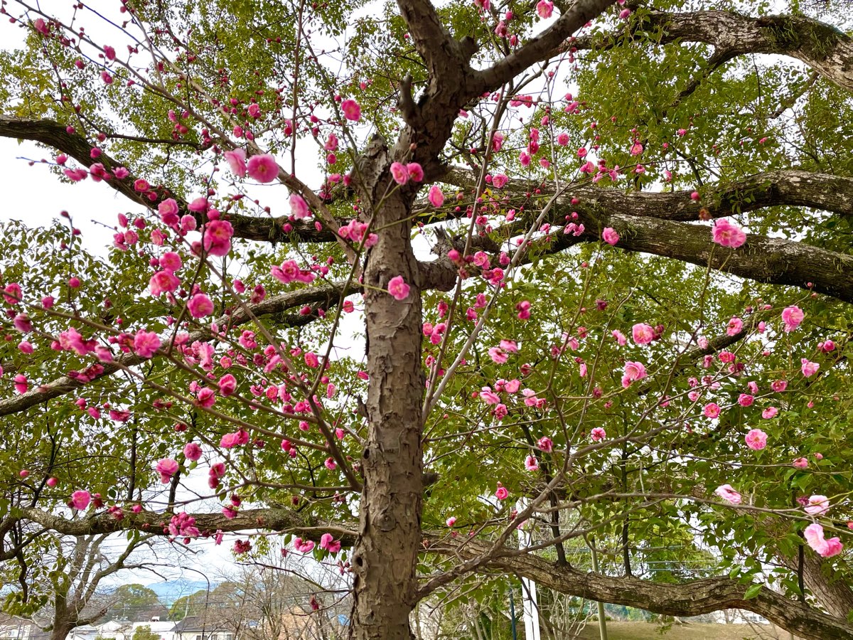 舞鶴公園 | 去趣 chicTrip