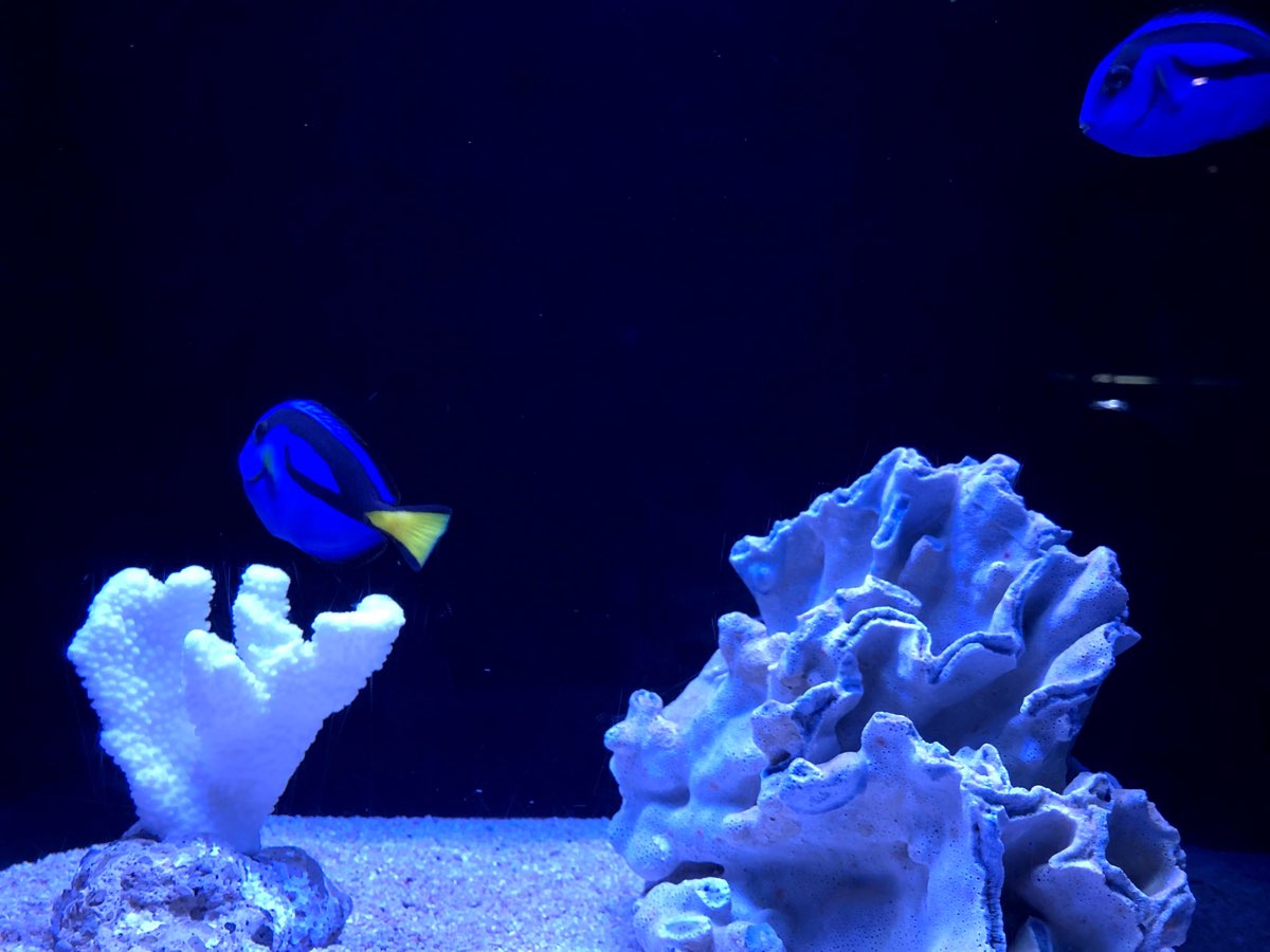 墨田水族館 | 去趣 chicTrip