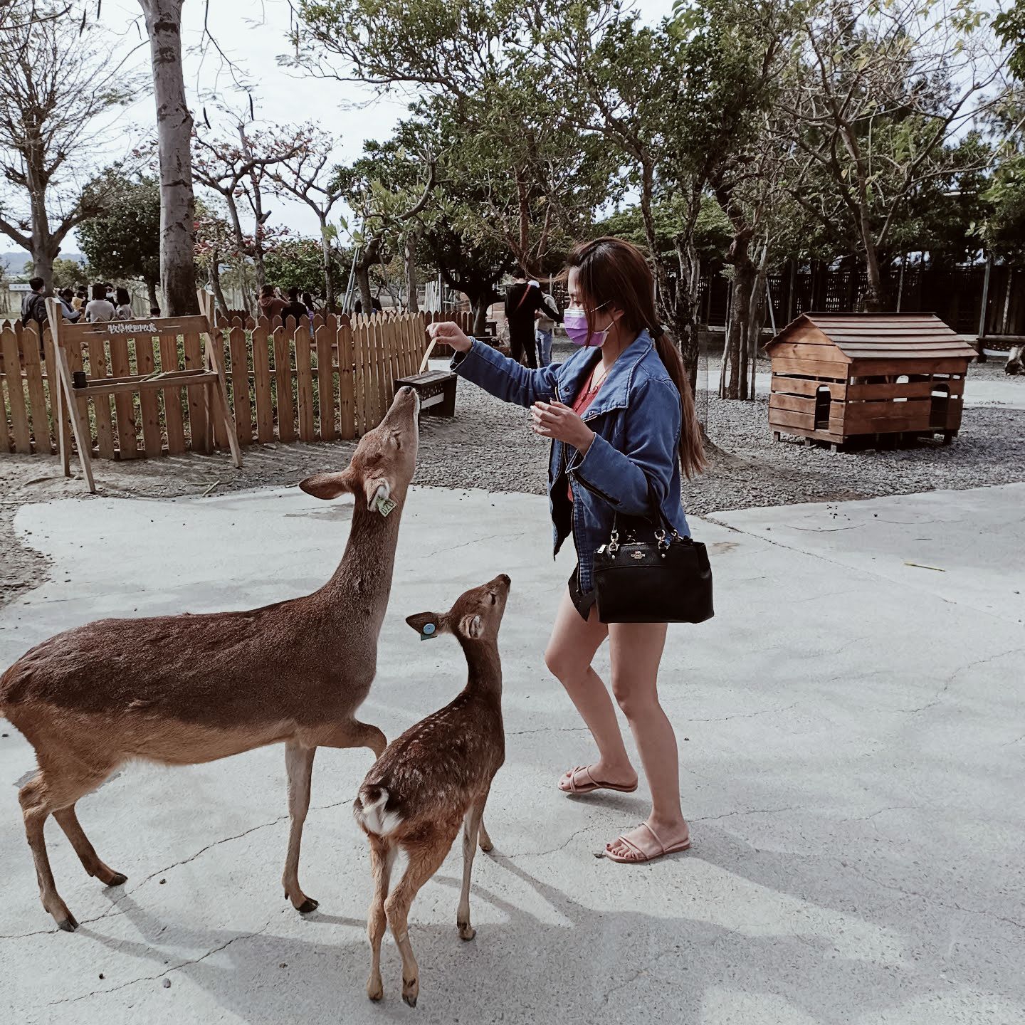 鹿境梅花鹿生態園區丨門票消費最高折抵140丨梅花鹿、水豚互動餵食丨室內親子DIY區丨親子遊戲區丨甜鹹輕食霜淇淋供應丨超可愛獨家紀念品丨奶茶、咖啡好喝 | 去趣 chicTrip