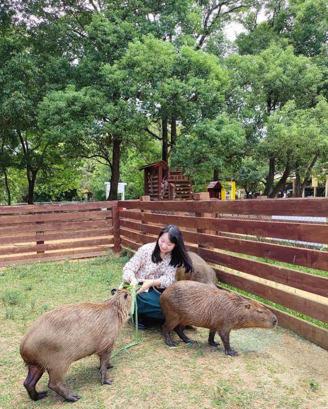 埔心牧場 | 去趣 chicTrip