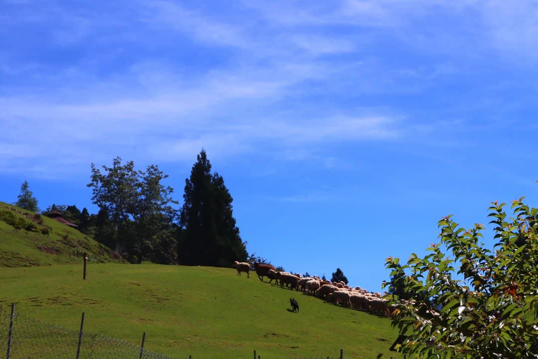 清境農場青青草原 | 去趣 chicTrip