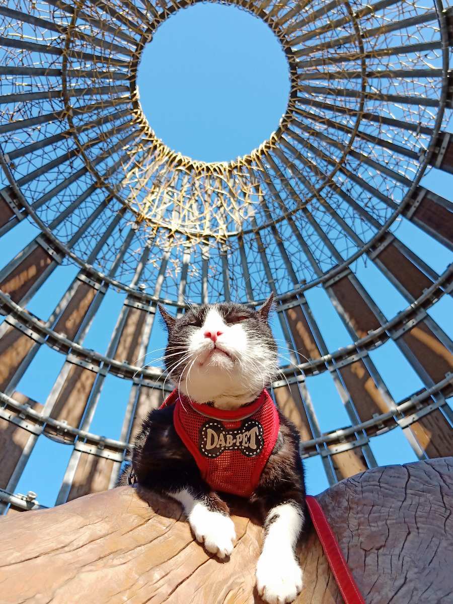 森林之歌 | 去趣 chicTrip