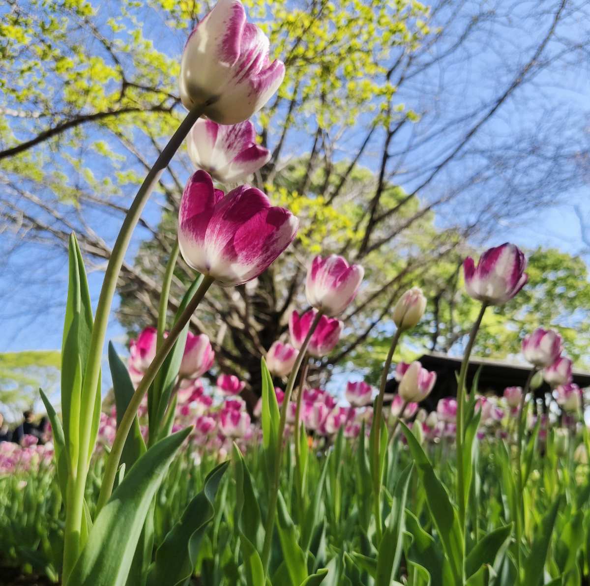 昭和紀念公園 | 去趣 chicTrip