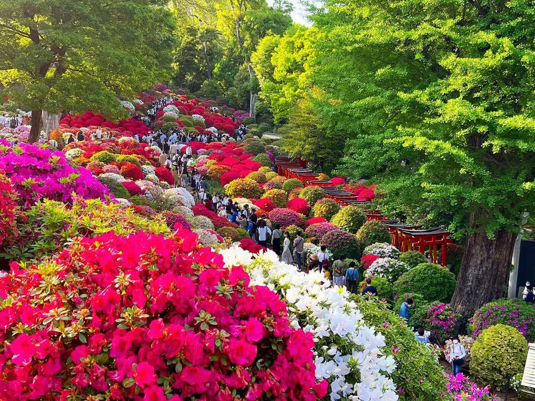 根津神社 | 去趣 chicTrip