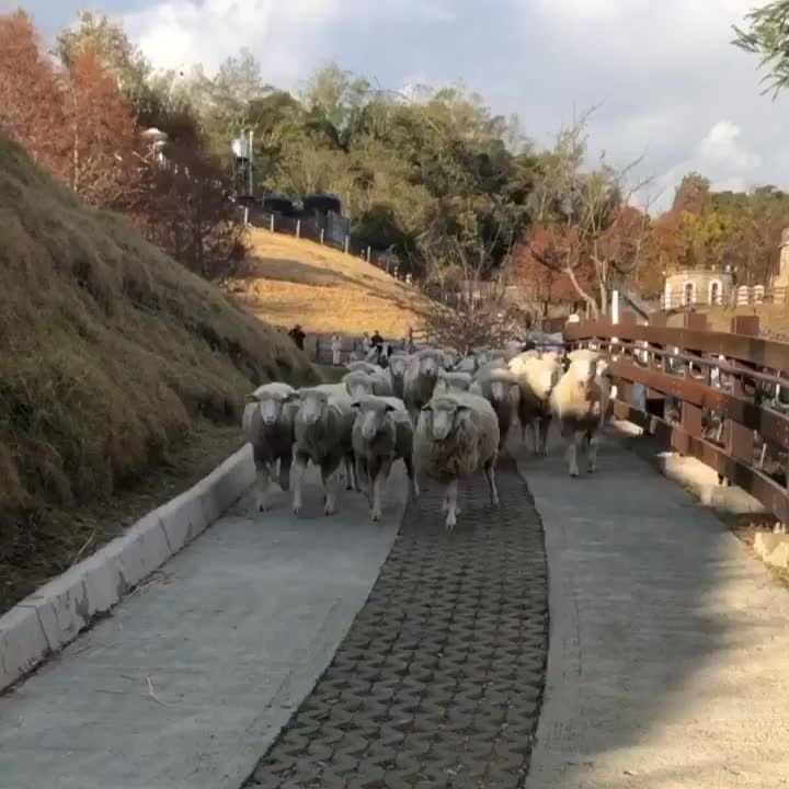 清境農場青青草原 | 去趣 chicTrip