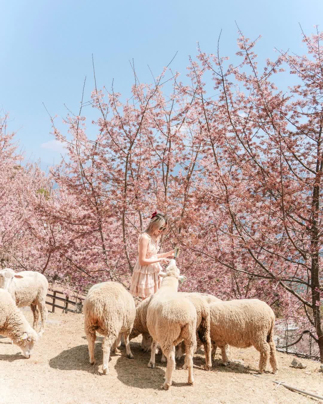 清境農場綿羊秀 | 去趣 chicTrip