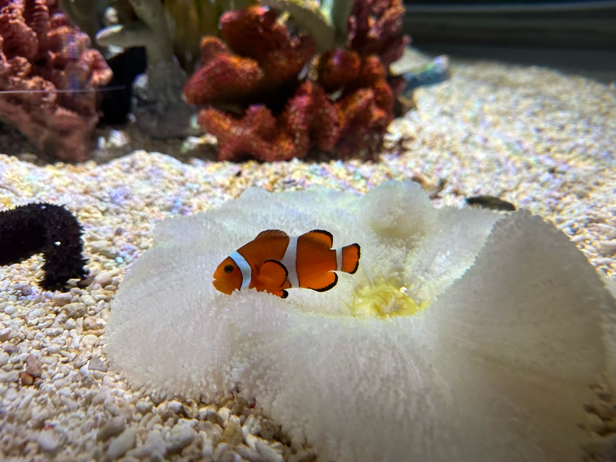 海遊館 | 去趣 chicTrip