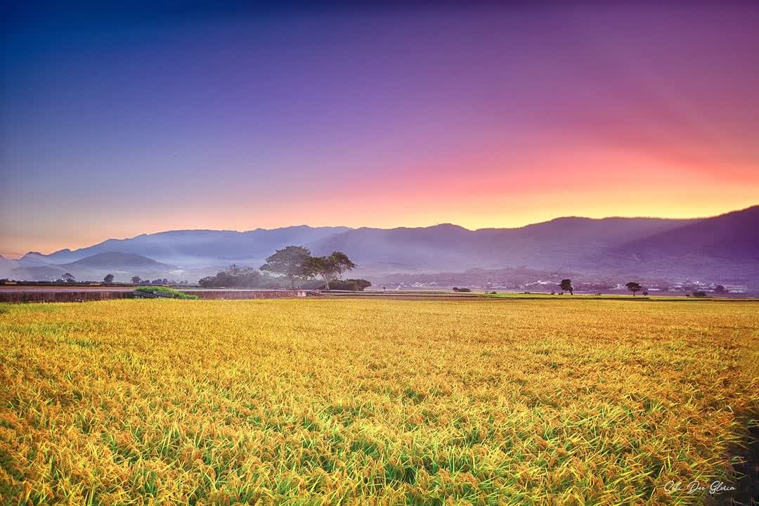 臺東池上錦新三號道路 伯朗大道 | 去趣 chicTrip