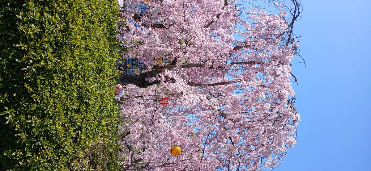 Tsutsujigaoka Park | 去趣 chicTrip