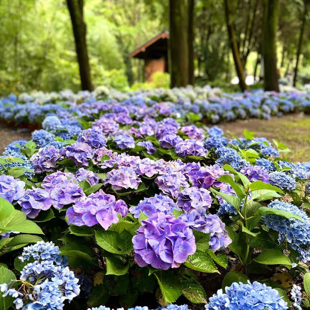 薰衣草森林新竹尖石店 | 去趣 chicTrip