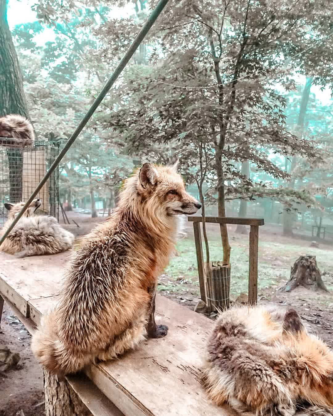 宮城藏王狐狸村 | 去趣 chicTrip