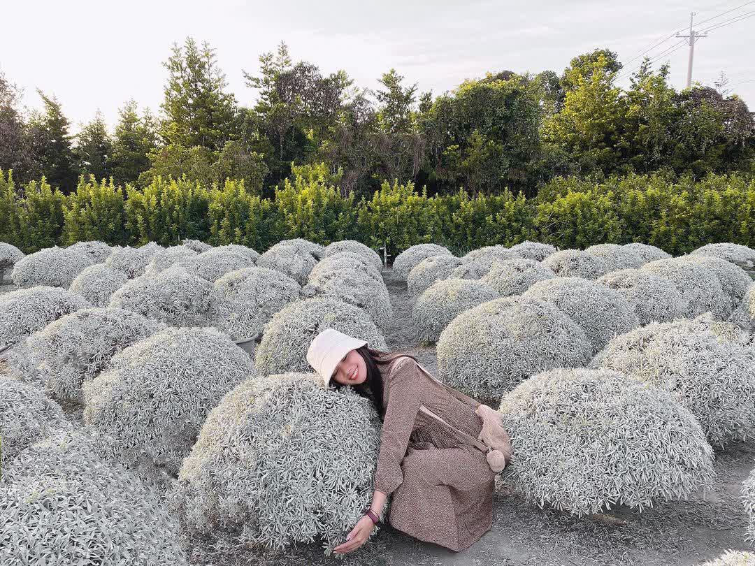 彰化田尾波波草 | 去趣 chicTrip