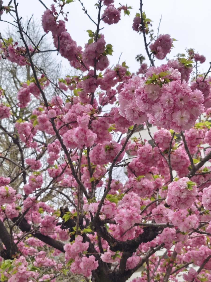 上野恩賜公園 | 去趣 chicTrip